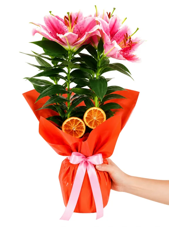 Mercan Işıltılı Pembe Lilyum