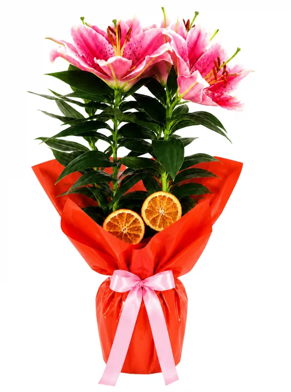 Mercan Işıltılı Pembe Lilyum