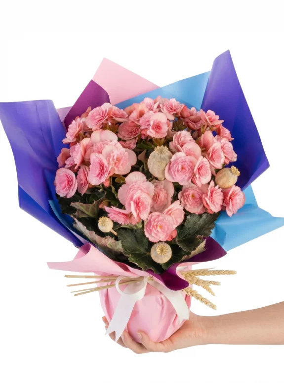 Pembe Enerji Begonya Aranjmanı