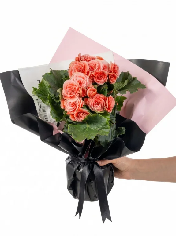 Pembe Işıltılı Begonya Tasarımı